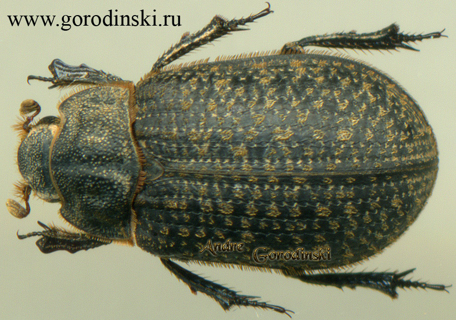 http://www.gorodinski.ru/scarabs/Trox sp.jpg